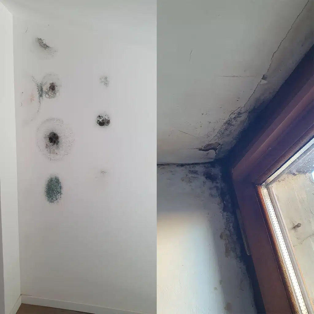 Photo de moisissure avant Travaux de Petite Rénovation dans un Immeuble